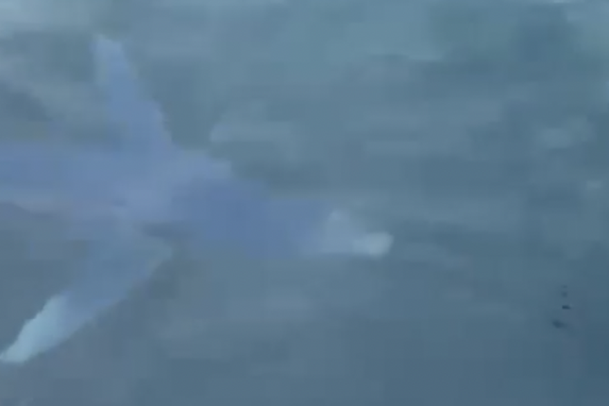 Morski pas kod Lo&scaron;inja