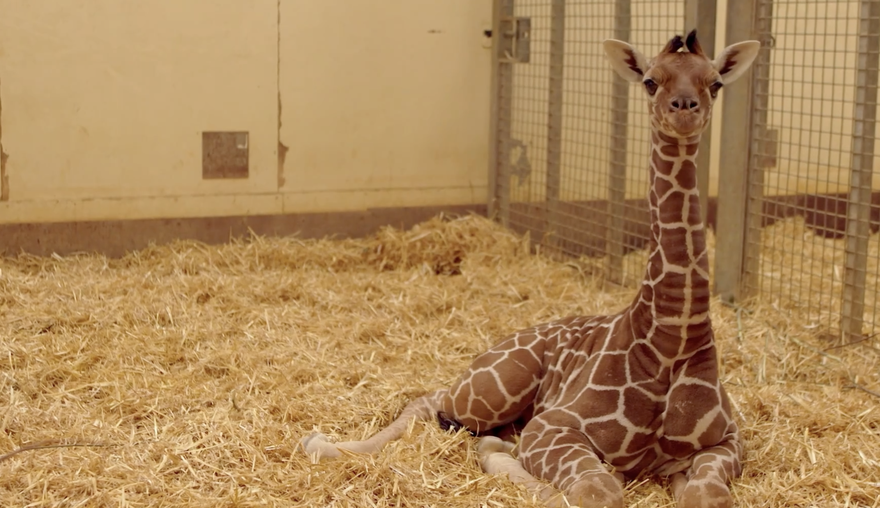Snimka bebe žirafe visoke 183 centimetara očarala je internet