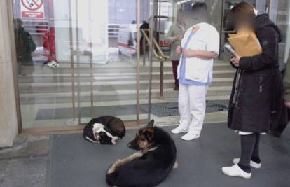 Te divne životinje: Pas doveo svog bolesnog prijatelja u bolnicu