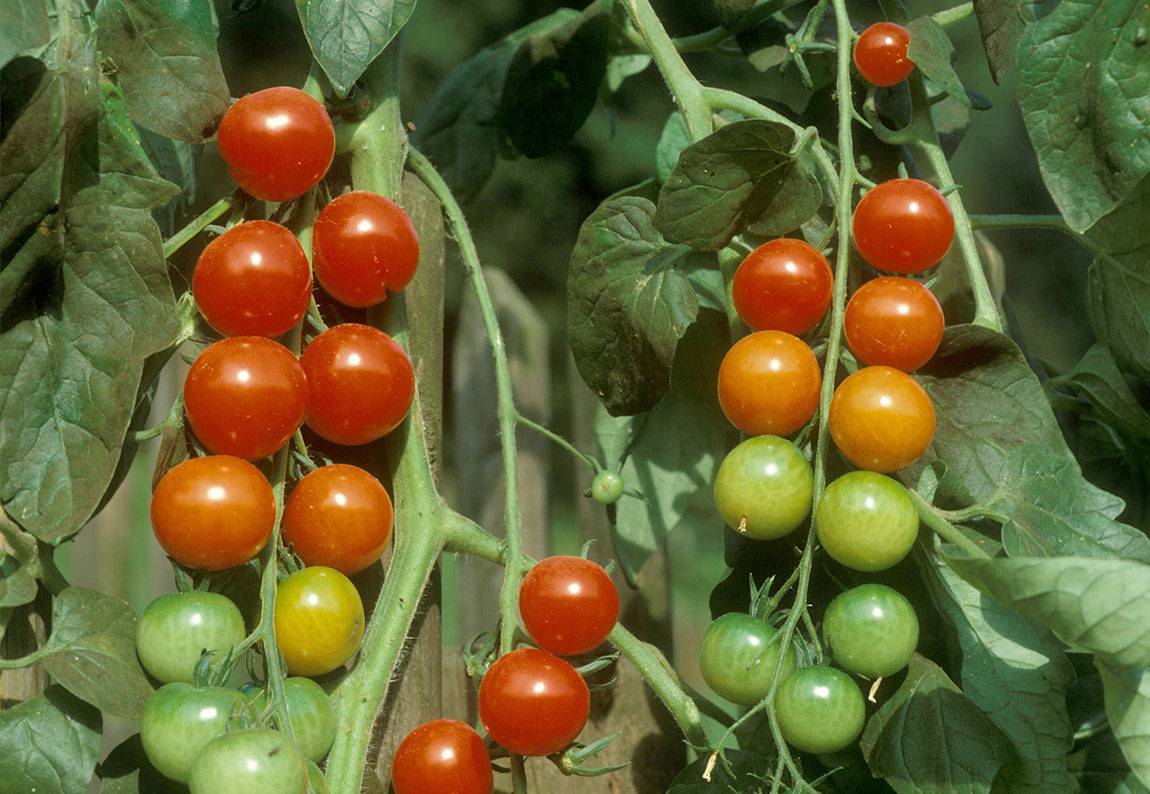 Pravilno zalijevanje i štednja vode u vašem vrtu