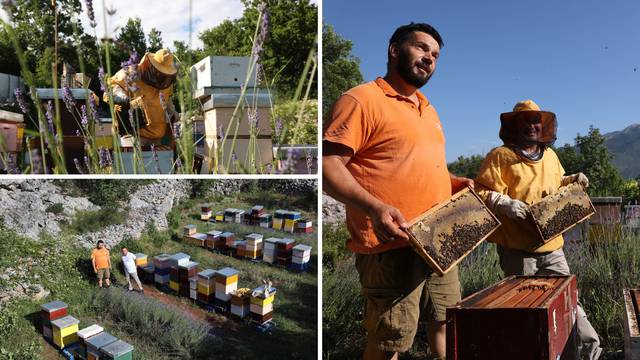 Pčelari iz Zagvozda: Naš med je poseban zbog lavande i kadulje