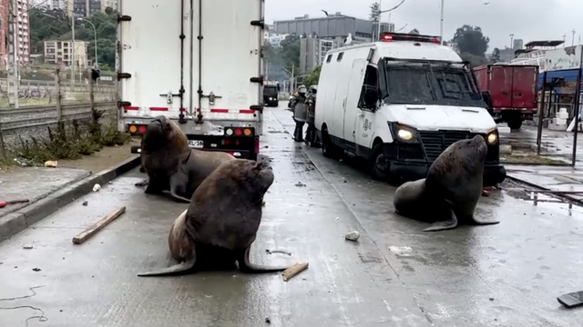 VIDEO Morski lavovi i galebovi upali na prosvjed ribara u Čileu