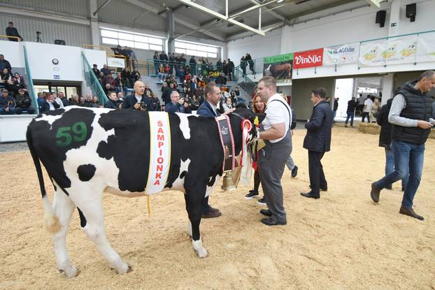 Gudovac: Junica Anabela u vlasništvu Belja proglašena šampionkom sajma holstein pasmine