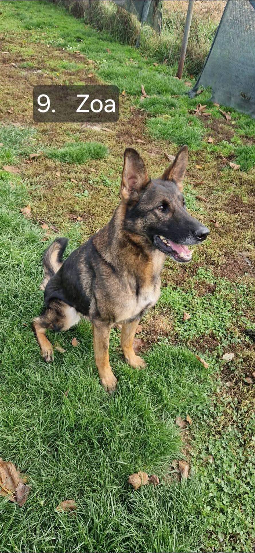 FOTO Sretan kraj priče o psima koji su razminiravali Hrvatsku: Svi su dobili svoje nove obitelji