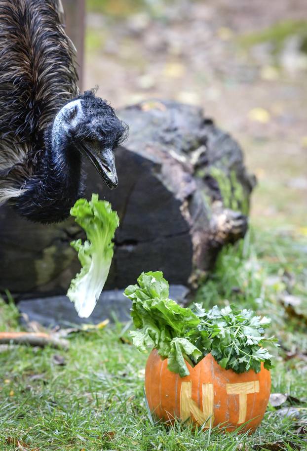 Tradicionalno darivanje izrezbarenih bundeva životinjama u Zoološkom vrtu