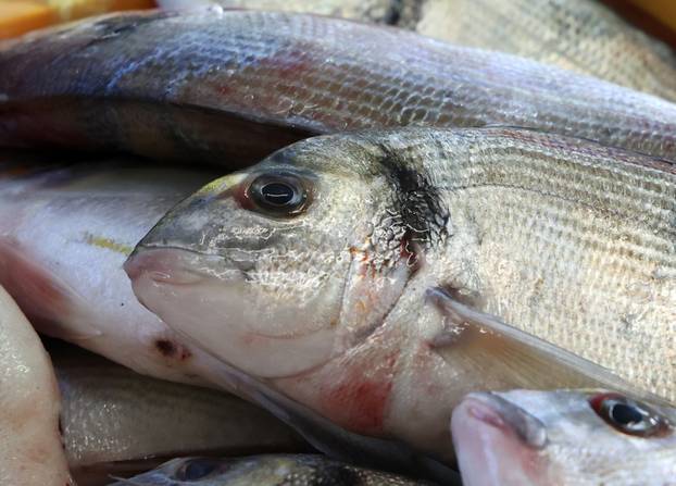 Šibenik: Ponuda ribe na šibenskoj ribarnici