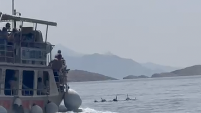 VIDEO 'Izletnički brod kod Raba išao je točno na dupine. Nisu mogli pobjeći zbog mladunčadi'
