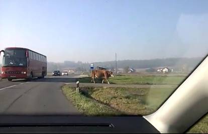 Krave "ne poštuju" prometne znakove: Vozači čekali prolaz 