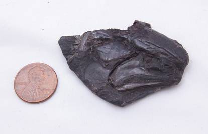 Otkrili su očuvan mozak star čak 319 milijuna godina: 'Ovo je tako uzbudljivo i neočekivano'