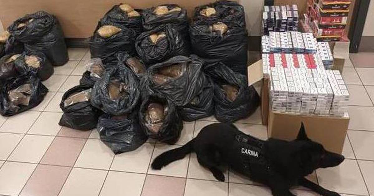 Bella the Dog Helps Uncover Smugglers’ Stash: 619 Sticks and 211 kg of Tobacco Seized at Zagreb Market