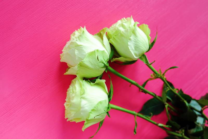 Ako namjeravate danas nekome pokloniti ružu pazite na odabir, nema svaka boja isto značenje