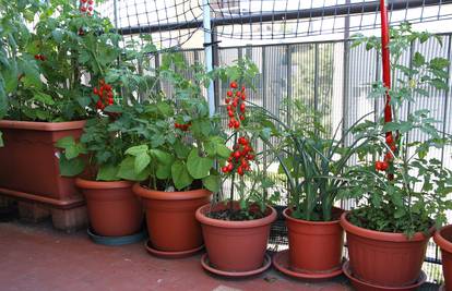Povrće i začini s balkona: Super savjeti kako napraviti povrtnjak u teglama i dobiti fine plodove