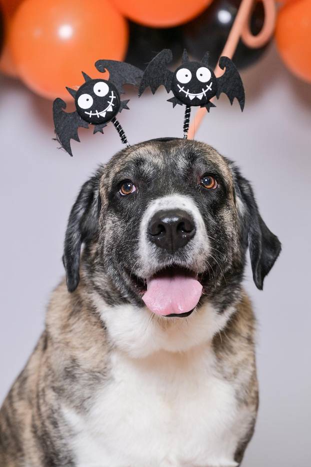 Sklonište u Dumovcu poziva na posebno jesensko udomljavanje pasa i mačaka