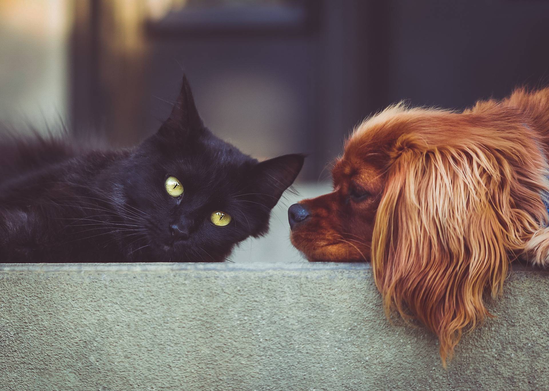 Riješili dilemu: U studiji otkrili da su psi pametniji od mačaka