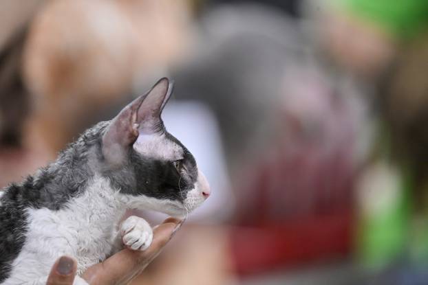 Zagreb: Međunarodna izložba mačaka WCF Cat Olimpia 2025