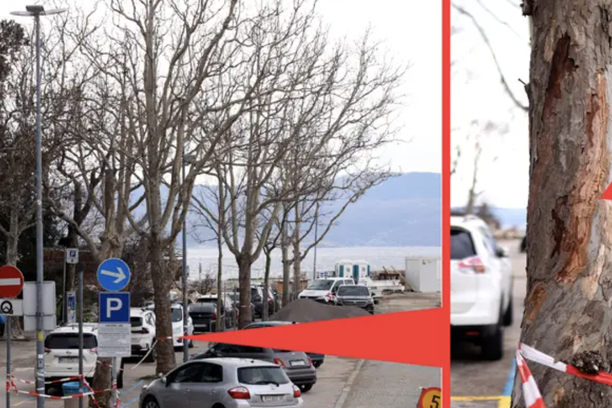 U Novom Vinodolskom sru&scaron;it &cacute;e legendarne platane jer imaju - rak! 'Sve moramo dezinficirati'