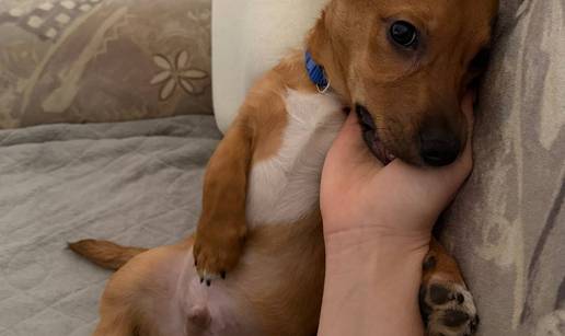 Mali pas velikog srca tra&zcaron;i novi dom