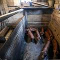 Vlada donijela program potpore svinjogojcima zbog afričke svinjske kuge od 7,5 mil. eura