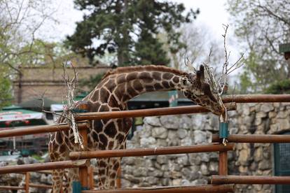 Zoološki vrt u Beogradu