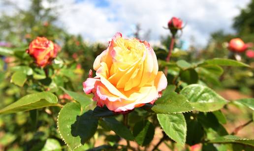 Vrijeme je za ru&zcaron;e! Evo &scaron;to sada trebate napraviti za sna&zcaron;an rast i najljep&scaron;e cvjetove
