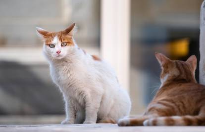 Panika zbog serijskog ubojice mačaka: Otrovao ih preko 1000