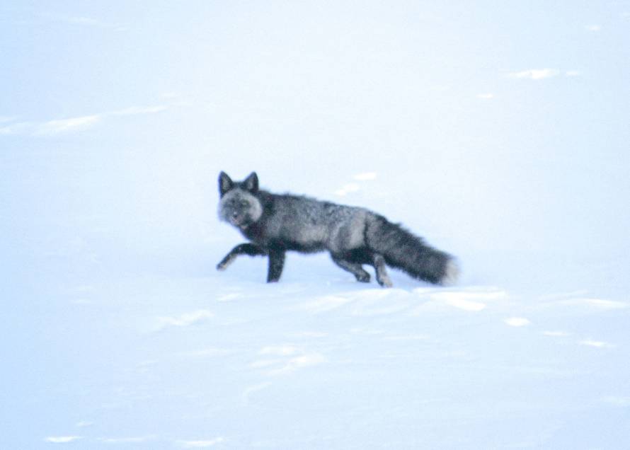 FOTO Izuzetno rijetka životinja po prvi put viđena u Kaliforniji