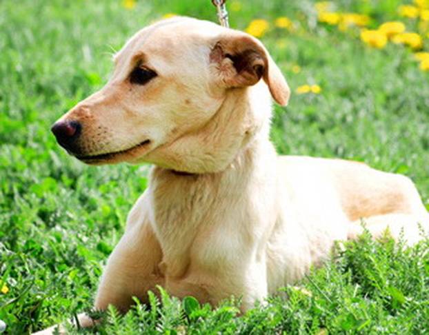 FOTO Ovi preslatki psići iz Noine Arke traže obitelj i stalni dom