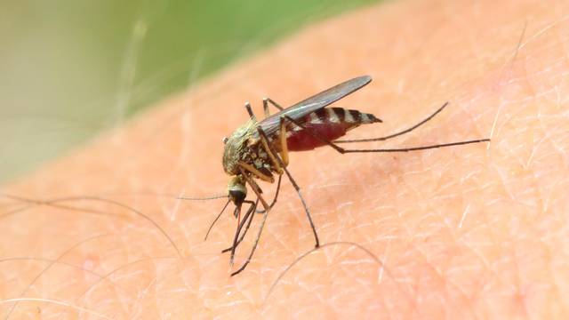 Komarci su godišnje u svijetu krivi za smrt čak 725.000 ljudi