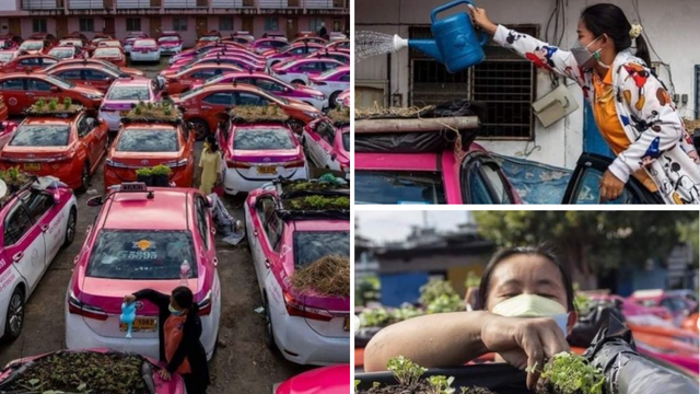 Na krovovima parkiranih taksija posadili su urbane vrtove koji će hraniti tajlandske taksiste