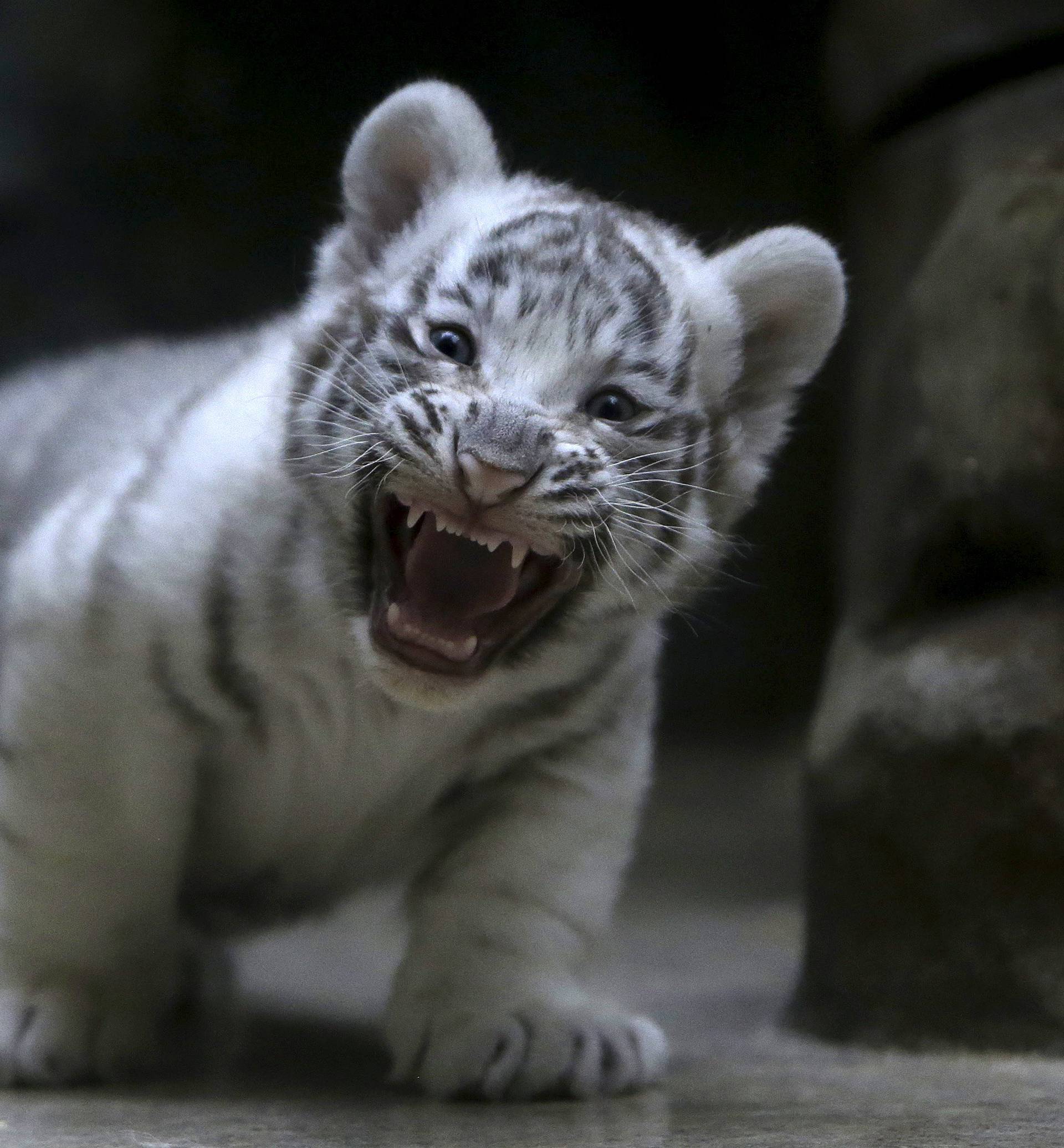 A newly born Indian white tiger cub yawns in its enclosure at Liberec Zoo