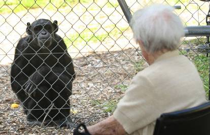 Nakon 36 godina susrele se  čimpanza i njena odgojiteljica