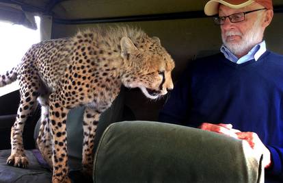 Licem u lice: Gepard skočio u auto i turistu skoro sjeo u krilo