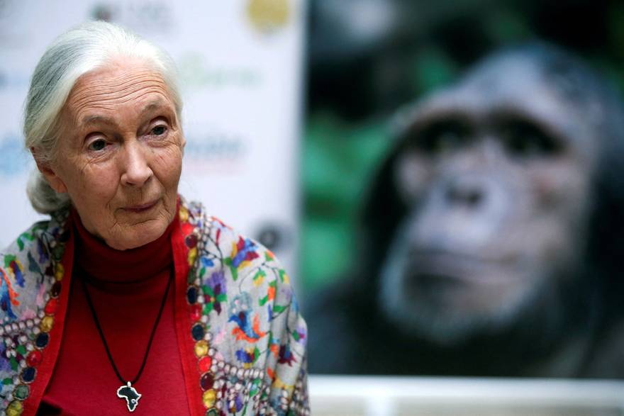 Preminula Jane Goodall, šapta&ccaron;ica &ccaron;impanzama