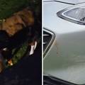 VIDEO Bijesni bik hara selom: 'Djeca se boje i ne izlaze van. Uništava aute i napada ljude'