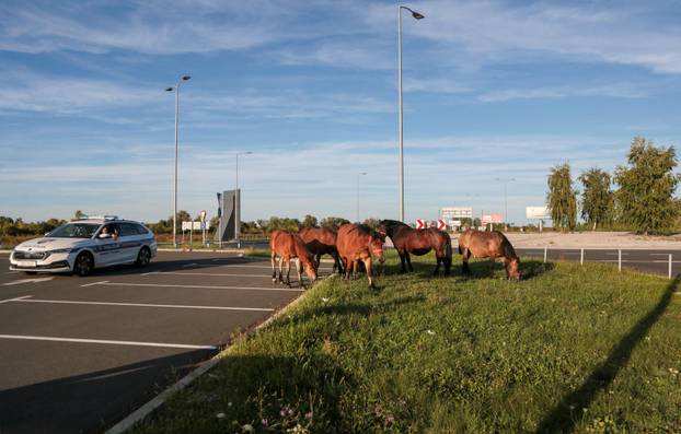 Zagreb: Konji nepoznatog vlasnika slobodno šetaju parkiralištem Zračne luke Franjo Tuđman, intervenirala policija