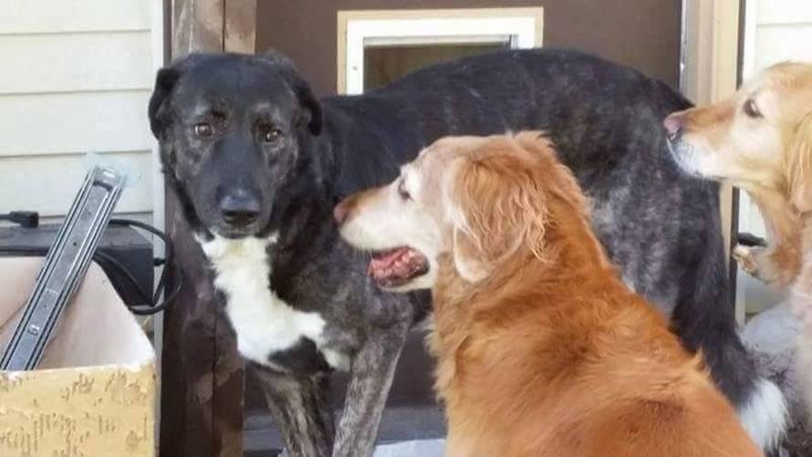 Konačno sreća: Lutalica Barni je topli dom pronašao u Kanadi