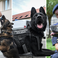 FOTO Oni su 'gazde' u Kaznionici u Lepoglavi: Upoznajte Gerryja, Jokera i neustra&scaron;ive &scaron;arplanince