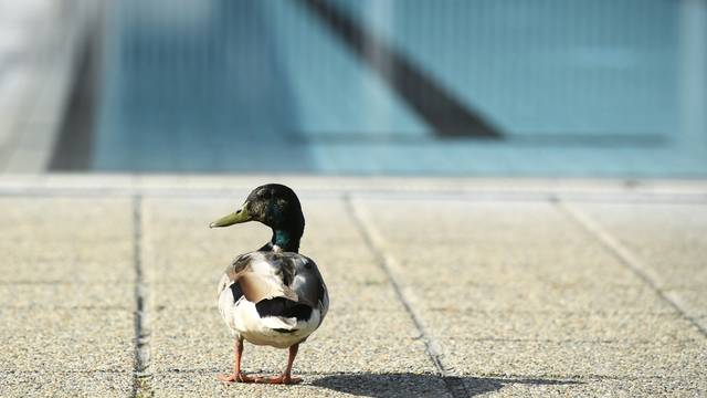 Zagreb: Otvoreni vanjski bazeni na Mladosti, a kupaju se tek pokoji kupač i jedna patka