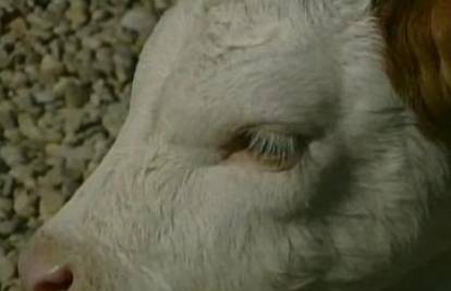 Njemačka: Krava Lissy sa 6 nogu sretno živi na farmi