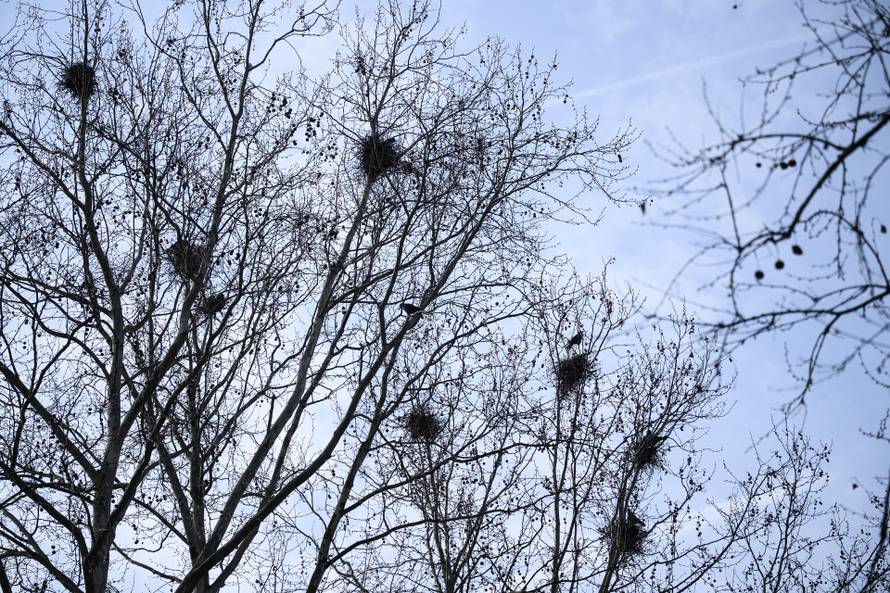 24sata Zagreb: Stanari zgrade u Španskom koji se žale da imaju desetak gnijezda vrana