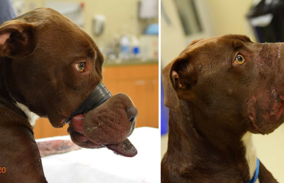 Monstrum psu zalijepio njušku: 'Ma, samo sam joj htio pomoći'