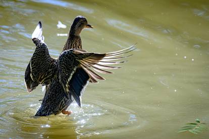 Park Maksimir u rujnu: Evo kako je izgledao poslije kiše