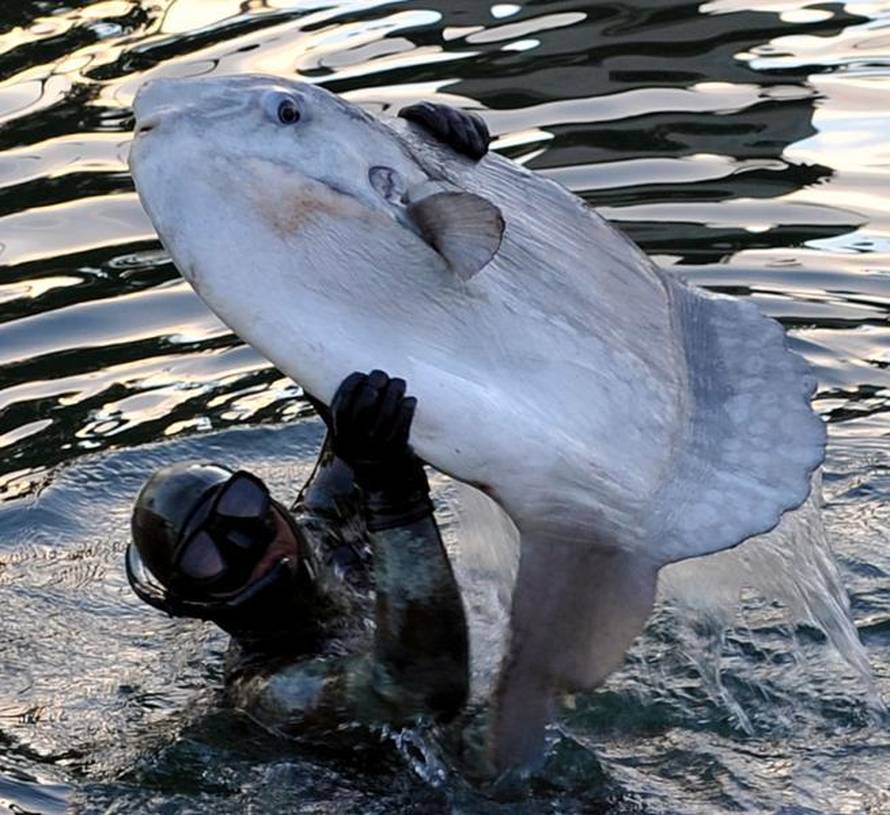 Damir Skomrlj/NL/Pixsell