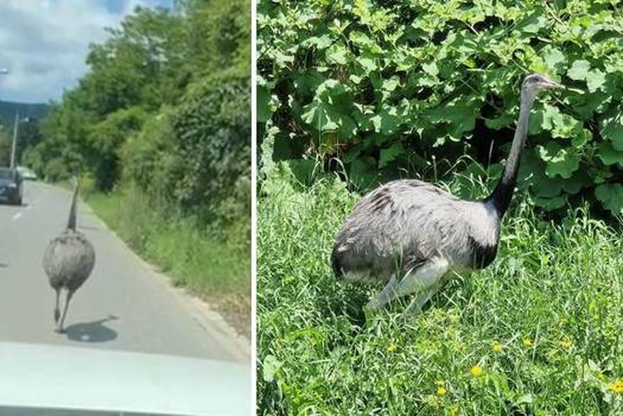 'Moj Dudo je spašavao glavu jer su ga ganjali psi koji su upali u naše dvorište i počeli ga loviti'