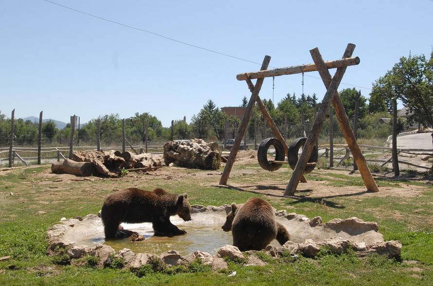 Macola: Medvjede mi nemojte uzeti, napravit ću sve za njih!
