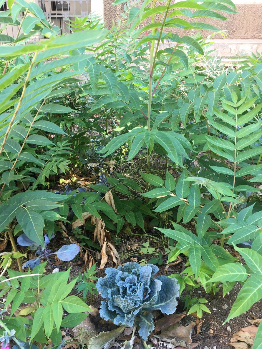 Kerumov program je: Vatajte se motike, ajmo ća zaorat polje... A raštika mu je zarasla u korov