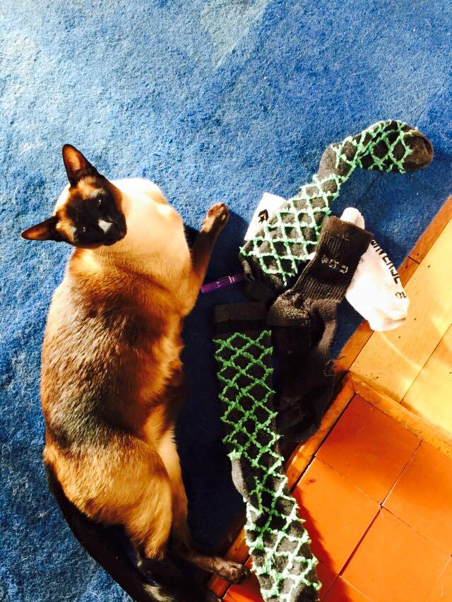 Upoznajte mačku lopužu: Ona voli krasti donje rublje i čarape