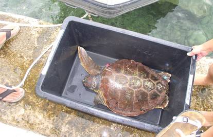 Selce: Ozlijeđenu kornjaču izbacilo more, spasili je ronioci