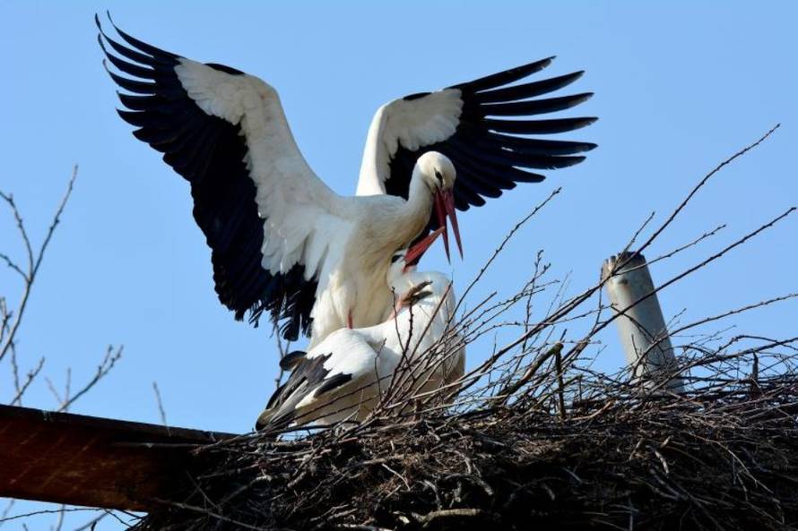 Ivica Galović/PIXSELL