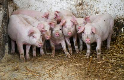 I ove godine će biti isplata uzgajivačima za usmrćene životinje od svinjske kuge